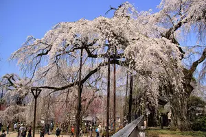 秩父のしだれ桜🌸の名利を訪ねて。秩父そばに奥秩父温泉宿♨️