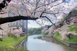 千鳥ケ淵お花見とローストビーフランチ