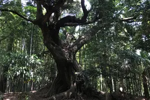 らんまんロケ地