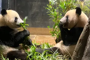 大人の遠足！天気のいい日に上野動物園へ
