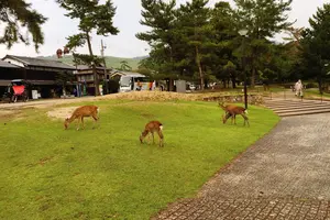 奈良 雨の日のドライブ