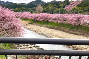 河津桜〜熱海🌸電車旅♪行程表有り