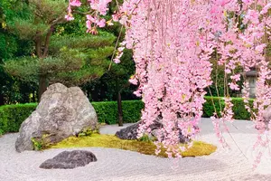 🌸京都 "きぬかけの路"桜回廊