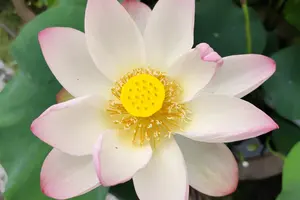 夏の京都を満喫～祇園祭と蓮の花