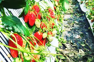 食都神戸をアソビ倒せ！（更新中）