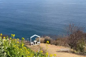 【静岡 熱海】お散歩パート2 青い海 青い空 菜の花の香り ゆったりした時間