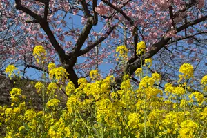 【静岡 河津〜熱海】そうだ河津行こう🌸