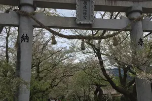 しだれ桜とエヒメアヤメ