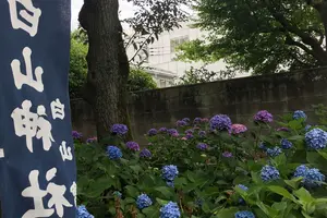 あじさい祭り
