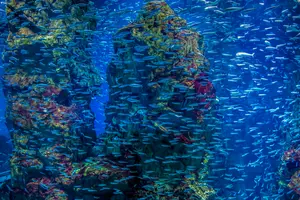 大阪･神戸🐠🐟🗼