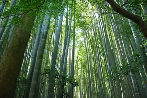 外国人を連れて鎌倉デイトリップ