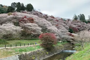 四季桜