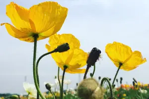 🌻満開のひまわりを求めて…知多半島ドライブ🌻