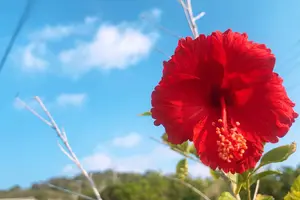 宮古島
