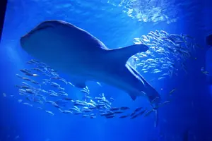 海遊館でドライブデート