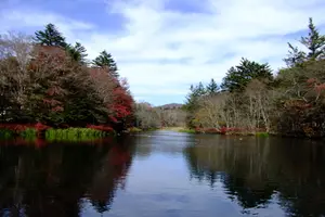 癒しのカモ池🦆