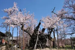 韮崎北杜サクラ巨木2本を巡る休日