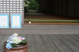 鎌倉紫陽花の名所、寺院3カ所一気巡り
