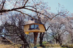 山梨お花見ぶらり旅🌸
