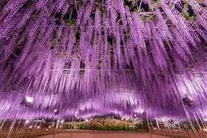 【栃木→群馬】あしかがフラワーパークと床もみじ