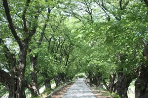 マイナスイオンを求めて、京都・八幡市をサイクリングでぶらり旅。