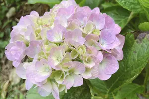 【千葉 6月限定♪あじさい屋敷を巡る古風なコース】