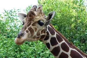 横浜/桜木町 子供と無料動物園