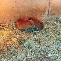 伊豆シャボテン動物公園の写真・動画_image_342832