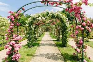 【フランス】マリーアントワネットと薔薇を巡る旅🌹