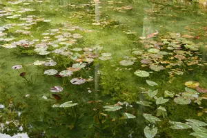 噂のモネの池を見て、温泉と美濃B級グルメを満喫する旅