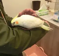 ことりカフェ 心斎橋の写真・動画_image_74972