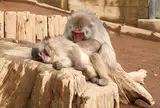 高尾山さる園・野草園