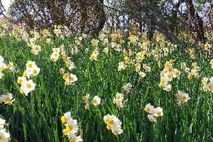 花暦行ってみたい季節の花畑　関東編