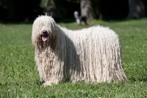 世界の犬族🐩をめぐる旅
