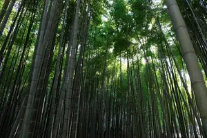 鎌倉ぶらり旅行〜紫陽花を眺めながら〜