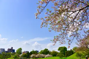 【春の熊本観光スポット20選】春の季節だからこそ行きたい人気の観光スポットランキングを発表！