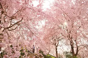 晴れ時々桜の名所巡り【奈良】