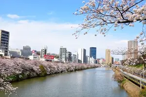 花見散歩おすすめ。市ヶ谷～神楽坂
