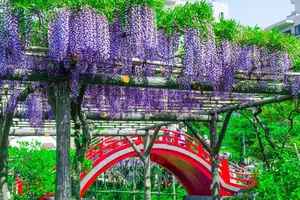 ＧＷ2023東京イチの亀戸天神の藤棚と、スカイツリー鯉のぼりと台湾ビール