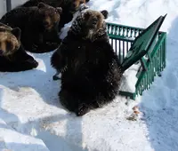 のぼりべつクマ牧場の写真・動画_image_1273909