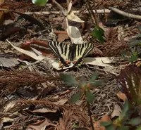 きのねざか手打そばの写真・動画_image_124969