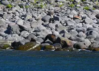 ゴジラ岩観光の写真・動画_image_213882