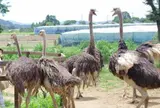 ダチョウ王国石岡ファーム