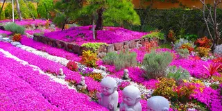 奈良県大和郡山市の四季折々の花木や芝桜約３５００株に囲まれた樹木葬がある明るい雰囲気のお寺