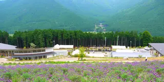 西日本最大のラベンダー畑と多可町を観光
