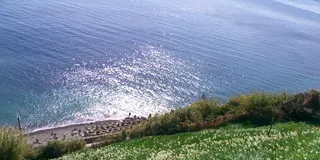 冬のオススメ！日本三大水仙郷を巡る旅