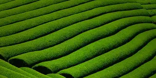日本遺産に認定！天まで届く茶畑～京都・和束町～