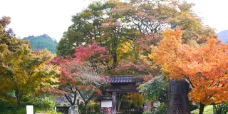 秋の栗スィーツとコスモスの旅（丹波地区）紅葉スポットも追加