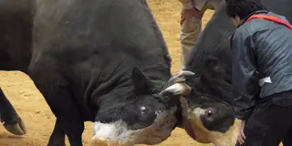沖縄県民が行く闘牛観戦！