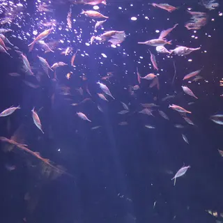 サンシャイン水族館